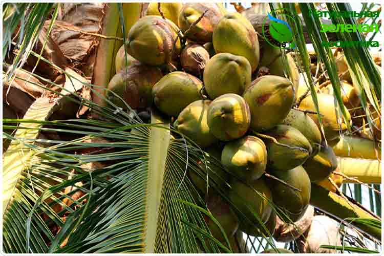как растет кокос