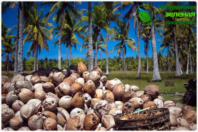 сбор кокосов